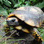 Yellow-footed tortoise
