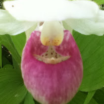 Minnesota Wildlife (Plants)