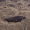 Northern elephant seal