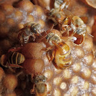 Maya bee