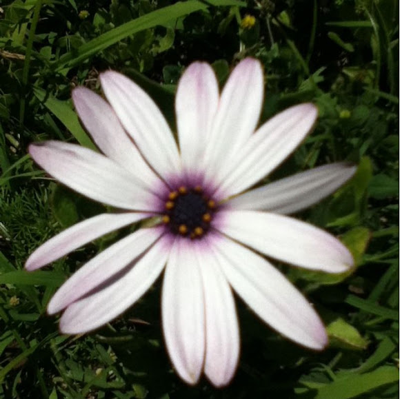 Spotting Image 1