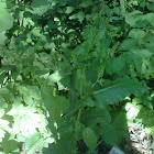 Sorrel