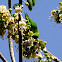 Vernal Hanging Parrot