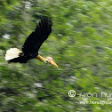 Red-knobbed Hornbill
