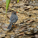 Red legged thrush