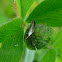 Large Clover Case-bearer moth