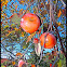 Persimmon