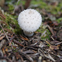 Gem studded puffball