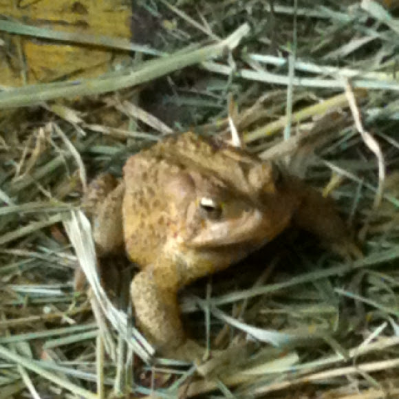 Spotting Image 1
