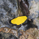Geometrid Moth