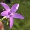 Campanilla
