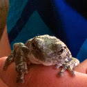 Eastern gray tree frog