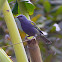 Golden-chevroned Tanager