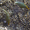 Beaked Leatherjacket