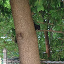 Black Squirrel