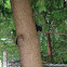 Black Squirrel