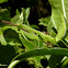 Louva-Deus (Praying Mantis)
