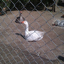 Embden Goose