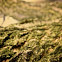 Macro Wood