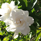 Gardenia