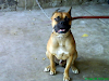 Vendo U Ofrezco Para Monta Macho De La Raza Boxer