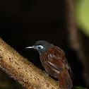 Chestnut-backed Antbird