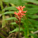 Fakahatchee Orchid
