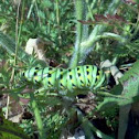 Black swallowtail