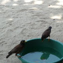 Common Myna
