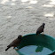Common Myna