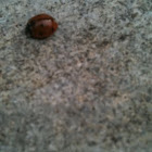 Lady bug