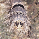 Caterpillar