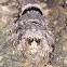 Caterpillar