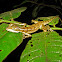 Common Basilisk