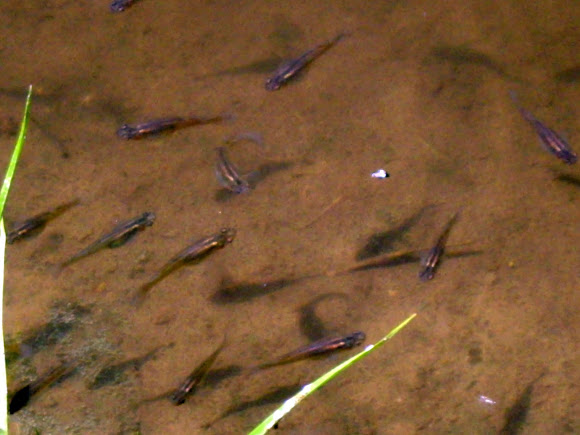 Spotting Image 1