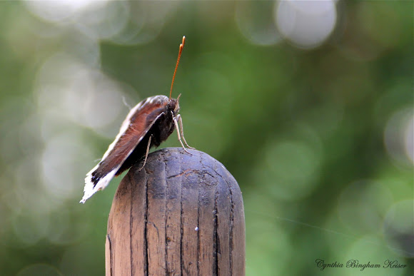 Spotting Image 1