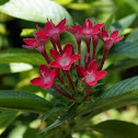 Pentas