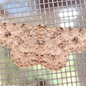 Geometrid moth