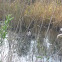 Great Crested Grebe