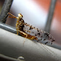 Shadfly