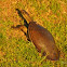 Krefft's Short-Necked Turtle