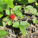 Spiky berry