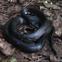 Black rat snake