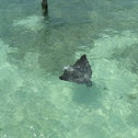 Spotted Eagle Ray