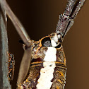 Longhorn Beetle