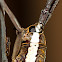 Longhorn Beetle