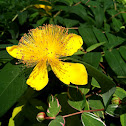 St. John's wort