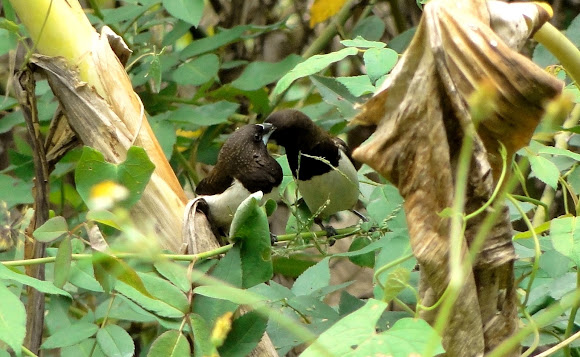 Spotting Image 1