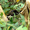 White-rumped Munia