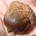 Acorn